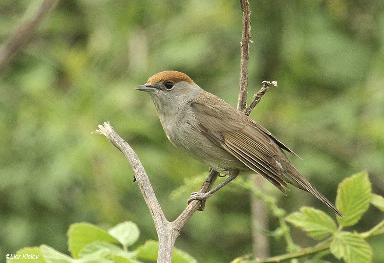 Blackcap   Sylvia atricapilla                                                             Ramot,Golan 22-04-11 Lior Kislev